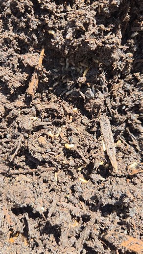 Raised Bed Gardening | What are thease and how do I get rid of them | Facebook