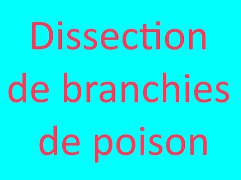 Dissection des branchies de poisson