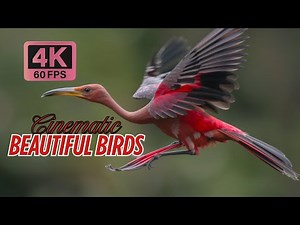 20 Most Beautiful Birds with Stunning Plumage & Dynamic Actions | Exotic Bird Paradise