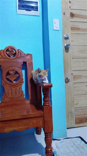 #aspin #cat #lover #dog