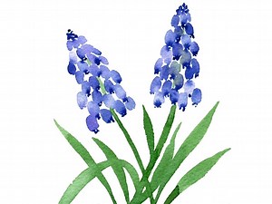 How to Paint Watercolour Muscari or Grape Hyacinth - Emily Wassell