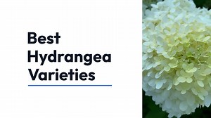 Best Hydrangea Varieties