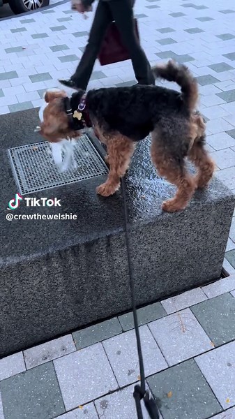 Water break on crew’s walk #welshterrier #dog #puppyairedale #funny #fyp