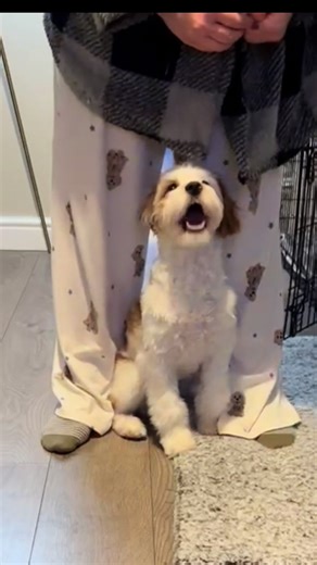 Puppy Training Tips for Cavapoo Owners