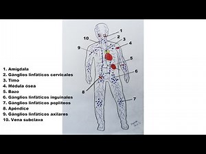 Cómo dibujar el Sistema Linfático Humano y sus partes