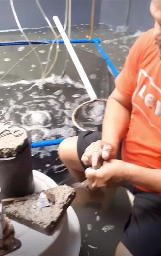 "Eyestalk ablation" is widely practiced in shrimp hatcheries as a mean... | eyestock ablation