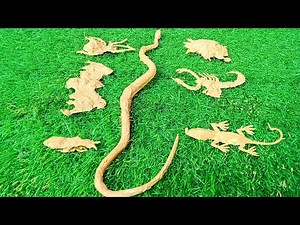 Learn insects and their names easily