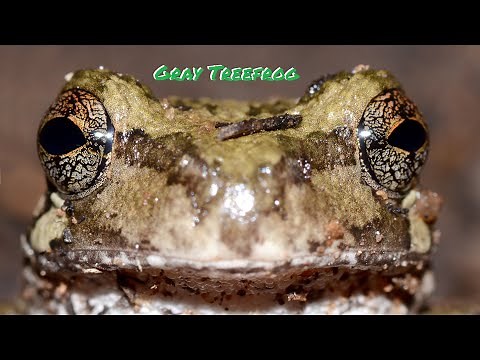 Gray Treefrog: Everything You Need to Know