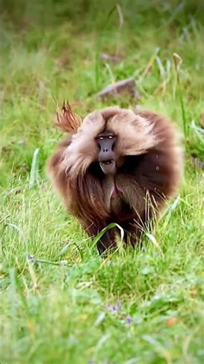 :Why Even Lions Fear Baboons