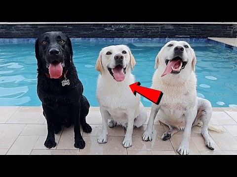 ONCE RUNT PUPPY REUNITES WITH HER PARENTS!