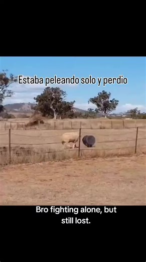 I am my own biggest enemy, literally. #funnyanimals #sheep #fail #farmlife #relateble