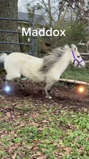 Maddox the Kid. #miniaturehorse #DDMiniFarm #ministallion