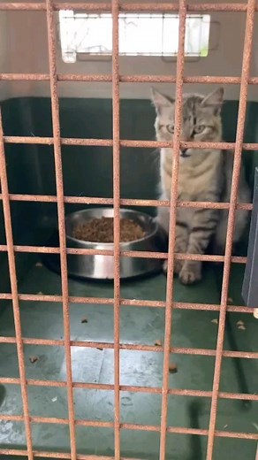 10 comments | Caso externo!! Está gatita aún sigue esperando un hogar temporal, está en estado de gestación y necesita un hogar que la acoja. Hasta que salga del embarazo y poderla enviar a un refugio. Si puedes ser un hogar temporal  Escribe la Instagram @gatosenadopcionec | Adopción Animal Guayaquil - AG | Facebook