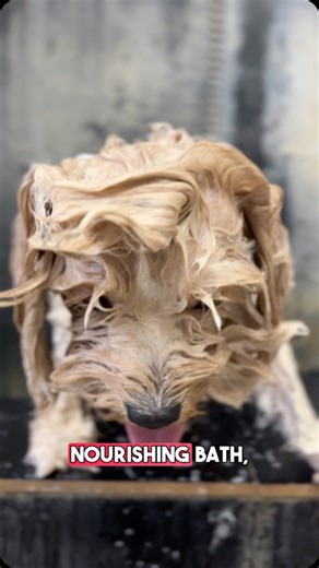 Yes Paws | Luxury Pet Grooming on Instagram: "𝙈𝙖𝙩𝙩𝙞𝙣𝙜 & 𝙆𝙣𝙤𝙩 𝘾𝙖𝙧𝙚 𝙛𝙤𝙧 𝙋𝙚𝙩𝙨 Matting happens when loose hair, dirt, and moisture tangle together and form tight knots in a Pet’s coat. These matts pull on the skin, reduce blood circulation, trap germs, and can even cause wounds if ignored. 🪮 𝙃𝙤𝙬 𝙩𝙤 𝙥𝙧𝙚𝙫𝙚𝙣𝙩 𝙢𝙖𝙩𝙩𝙞𝙣𝙜 • Brush your pet’s coat regularly (daily for long-haired breeds, 2–3 times a week for short-haired). • Use the right brush: slicker brush for long