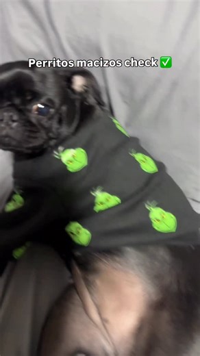 Por aquí tenemos una perrita maciza 🥴😅 #pug | Itriagovet