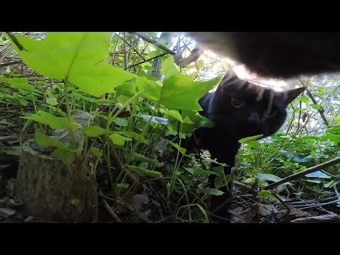 Cat wearing camera gets attacked
