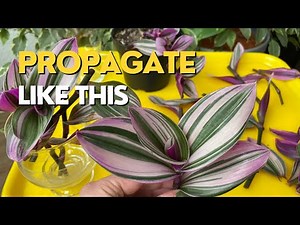 How to PROPAGATE INCH PLANT By Cuttings | Inch Plant in Water