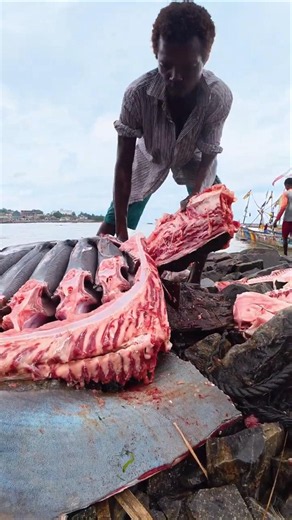 Artisanal Manta Ray Handling!