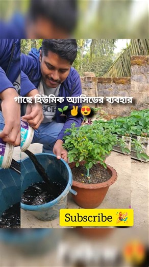 গাছে হিউমিক এসিডের ব্যবহার 🍀🌱☘️🌿🩶 #youtubeshorts #gardening #ytshorts #farming #shortvideo #shorts