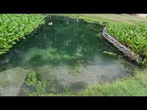 African Cichlid Pond