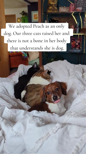 Adorable Catdog: A Unique Hybrid Pet Story