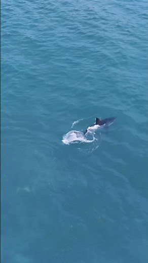 Great White Shark feeding on a large dead whale off the coast of Half Moon Bay! #greatwhiteshark