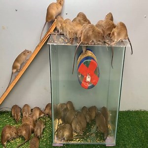 41K views · 573 reactions | how to set a victor mouse trap at home 2020 ep #02 #mouse_trap #rats_trap #mice_trap #mouse #rats #mice | Mona | Facebook