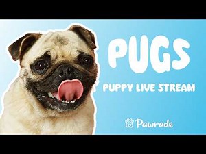 Pug Puppies Live Stream with Pawrade 🐶