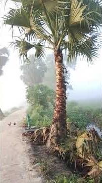 সুবহানআল্লাহ