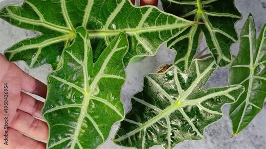 Close-up of Alocasia Amazonica Sanderiana or African Mask Plant with wet leaves. A woman inspects leaves. Pest prevention, hygiene procedures for dust removal