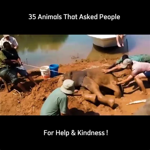35 Animals That Asked People For Help & Kindness ! | Extra Alien