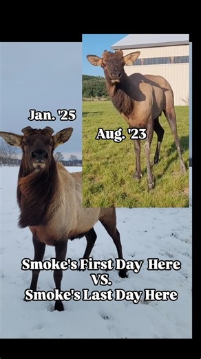 Narrows Edge Elk Farm - Reg & Katie on Instagram: "We'll never have anything but love for this beautiful boy, and we are definitely going to miss him! Smoke arrived as a shy & awkward teenage bull, but once he found his bugle, look out! He grew into a dominant mature bull, led his cows with a calm confidence & produced many wonderful offspring (He sired both the biggest antler grower & heaviest bull from the '25 spikers) It's hard to believe he's not out in our pasture anymore, but we are happy 