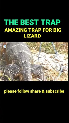 short video for catching Big lizard