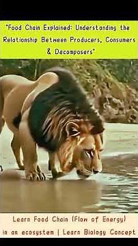 Food Chain: How Animals Depend on Each Other #shorts