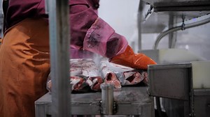 Flash freezing process captured in slow-mo critical step for fish preservation One tray after another flash freezing secures catch's integrity. Flash freezing pivotal for fish industry standards.