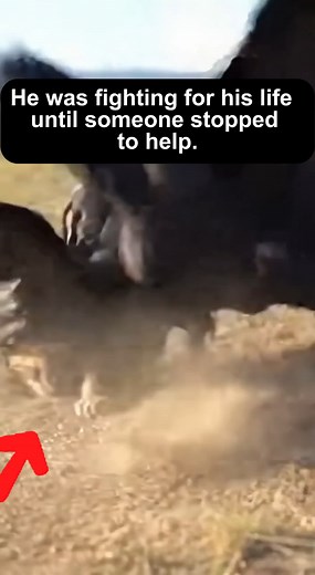 Starving Baby Puma Was Attacked… Until Someone Saved Him #AnimalRescue #WildlifeRescue #PumaRescue #Heartwarming #WildlifeStory #animalstory #wholesome | The Rescue Diary