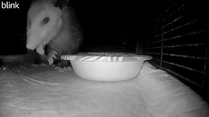 17K views · 1.1K reactions | Miracle's wound is still seeping, and she has been on the new antibiotic for a week. So it's time to call the vet again. In spite of that stubborn wound, she continues to do well and is having no difficulty getting herself up on the shelf where her food is, so I guess it's time to raise it a little higher. She'll get there! #opossums #miracles | WEST Wildlife Rehab | Facebook