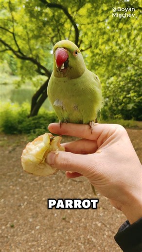 Is a parakeet a parrot? A parakeet (like a Budgie) is actually a specific type of small to medium-sized parrot, usually recognized by its slender build and long, tapering tail feathers. They're just pint-sized members of the big, colorful family! #ripplepetaquamation #aquamation #petaquamation #Westernaustralia #perth #australia #ecofriendly #Pets #PetsLove #petlover #petlovers #parakeet #parrot #birds #animals #animalkingdom | Ripple Pet Aquamation | Facebook