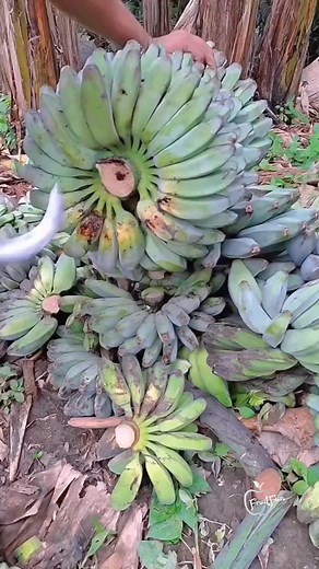 4.7K views · 16 reactions | Satisfying cutting skill  | FruitFun | Facebook