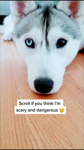 Did you stay 💕 #lovedogs #finalsathome #dogs #husky #puppydog #fyp #doggy | Skaya Siberian