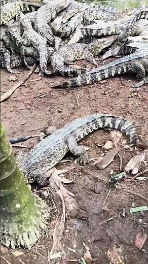 Danger never looked so majestic 🐊 #CrocodileFarm #WildBeauty #NatureThrills