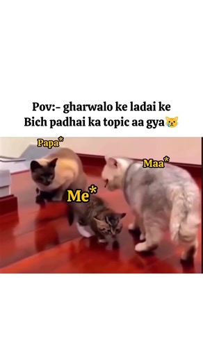 mai to ladai shant krane aai thi#trending#shorts#youtubeshorts#viral#relatable#reels#funny#cat#anime