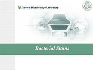 Bacterial Stains - SlideServe