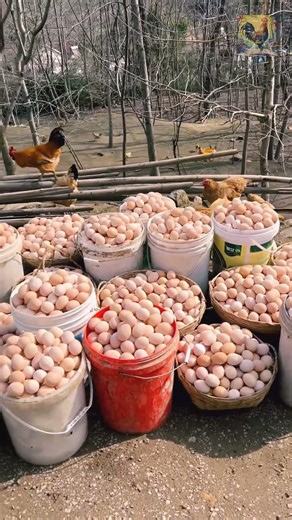 Smart egg production method| #shorts #chickenfarming