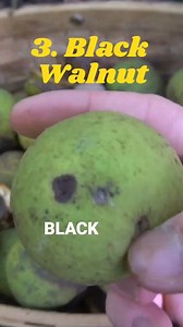 3 Wild Nuts you can Forage! #foraging #nuts #wildfood #maine #blackwalnuts #survival #bushcraft | Son of a Bear Herbs