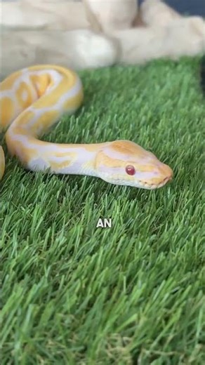 Your Ball Python doesn't eat