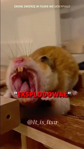 WHY DOES THIS HAPPEN TO HAMSTERS 🤔🐹 #shorts #hamster