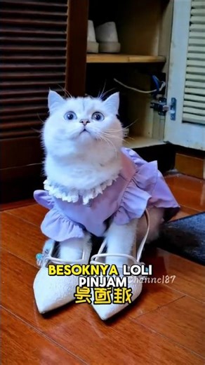 👠 Bubu High Heels, Loli's Big Dream! #shorts #cat