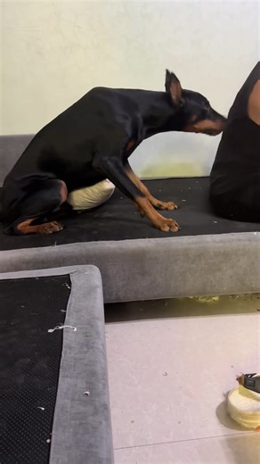 Funny Doberman #dog #funnyvideos #funnydog #tiktok #funnymoments