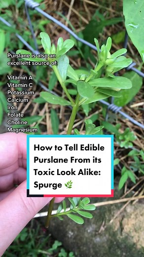 Identifying Edible Purslane vs Toxic Spotted Spurge